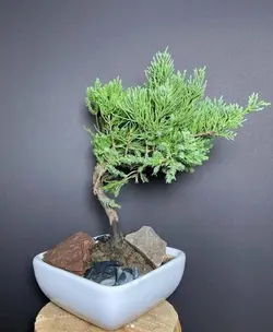 بونسای سرو ژونی پروس‌ - فروشگاه باغ بذر