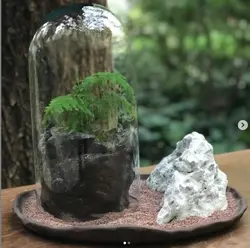 تراریوم مارچوبه ای ( استوانه ای ) - فروشگاه باغ بذر