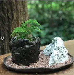 تراریوم مارچوبه ای ( استوانه ای ) - فروشگاه باغ بذر