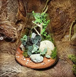 تراریوم برمودا