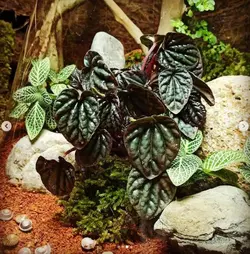 تراریوم برمودا