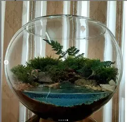 تراریوم برکه ( بهترین قیمت و کیفیت ) - فروشگاه باغ بذر