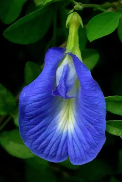 بذر گل لوبیا پروانه ای ( پیچک بسیار زیبا )