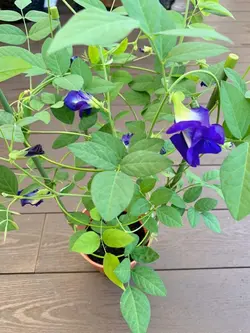 بذر گل لوبیا پروانه ای ( پیچک بسیار زیبا )