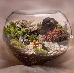 تراریوم طبیعت ( یک منظره بی نظیر )