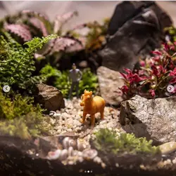 تراریوم طبیعت ( یک منظره بی نظیر )