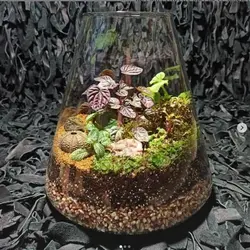 تراریوم آمازون ( هرمی گرد بزرگ )