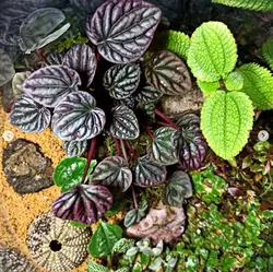 تراریوم آمازون ( هرمی گرد بزرگ )