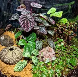 تراریوم آمازون ( هرمی گرد بزرگ )