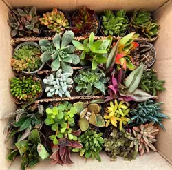 پکیج ۲۵ تایی ساکولنت