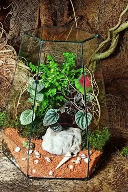 تراریوم صحرایی ، شبیه سازی قسمتی از صحراست.