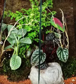 تراریوم صحرایی ، شبیه سازی قسمتی از صحراست.