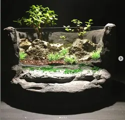 تراريوم پيش بونساى پرتولاكاريا افرا ( آکواریومی )