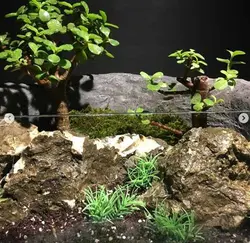 تراريوم پيش بونساى پرتولاكاريا افرا ( آکواریومی )