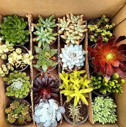 پکیج 16 تایی ساکولنت