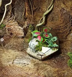 تراریوم چند ضلعی  ( مدل جواهر )