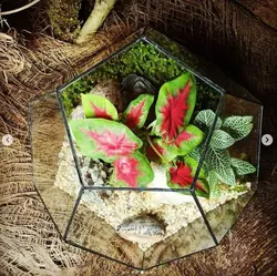 تراریوم چند ضلعی  ( مدل جواهر )