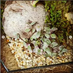 تراریوم چند ضلعی  ( مدل جواهر )