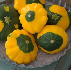 بذر کدو ستاره ای ( اورجینال آمریکایی )