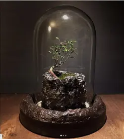 تراریوم تک درخت ( استوانه )