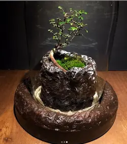 تراریوم تک درخت ( استوانه )