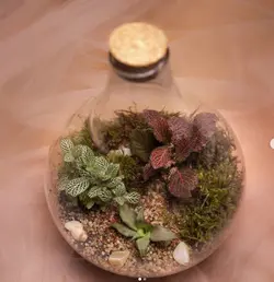 تراریوم پوپک ( یه کار فوق العاده زیبا )