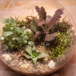 تراریوم پوپک ( یه کار فوق العاده زیبا )