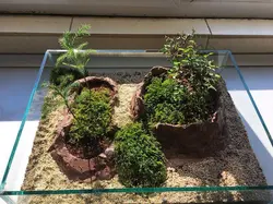 تراریوم بونسای نارون ( آکواریومی )