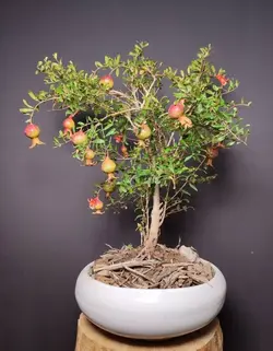 بونسای انار زینتی  ( با اصالت و ضمانت )