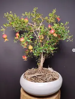 بونسای انار زینتی  ( با اصالت و ضمانت )