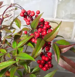 گیاه ناندینا ( گیاه فضای باز ناندینا )