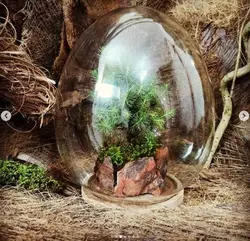 تراریوم کاج نوئل