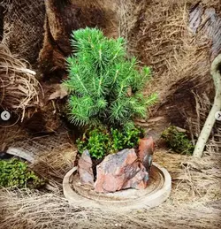 تراریوم کاج نوئل