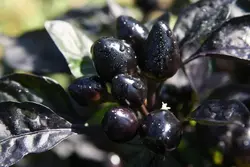 بذر فلفل مروارید سیاه ( بذر اورجینال خارجی )