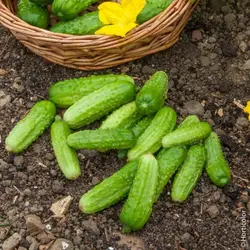 بذر اورجینال خیار مینیاتوری فرانسوی ( خیار شوری ) - فروشگاه باغ بذر