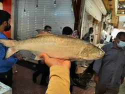 ماهی راشگو