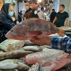 ماهی هامور برطام