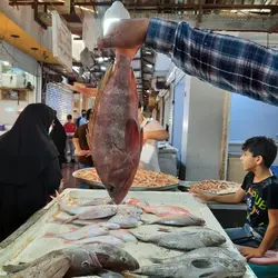 ماهی هامور برطام