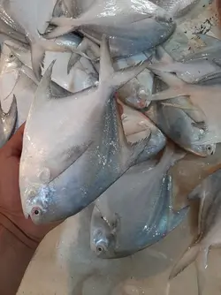 ماهی حلوا سفید