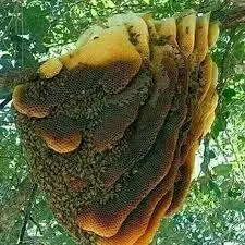 خرید عسل جنگلی دهاتی کالا - 1000 گرمی - دهاتی کالا