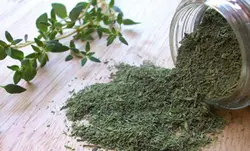خرید اویشن کوهی دهاتی کالا - 100 گرمی - دهاتی کالا