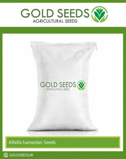 تخم کتان سفید قناری اردبیل سه بار بوجار طلابذر | خدمات کشاورزی طلابذر