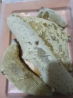 خرید عسل وحشی با قیمت مناسب و ضمانت | فروشگاه اینترنتی عسل گراوان