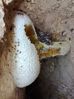 خرید عسل وحشی صخره و عسل کوهی با قیمت مناسب و ضمانت | عسل گراوان