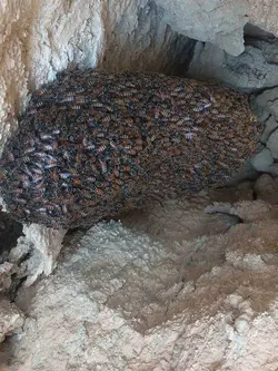 خرید عسل وحشی صخره و عسل کوهی با قیمت مناسب و ضمانت | عسل گراوان