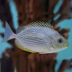 مشخصات و خرید خرگوش ماهی جلبک خوار جاوا - اطلاعات 0 تا 100 خرگوش ماهی جلبک خوار جاوا