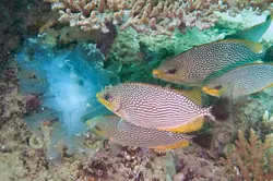 مشخصات و خرید خرگوش ماهی جلبک خوار جاوا - اطلاعات 0 تا 100 خرگوش ماهی جلبک خوار جاوا