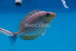 مشخصات و خرید خرگوش ماهی جلبک خوار جاوا - اطلاعات 0 تا 100 خرگوش ماهی جلبک خوار جاوا