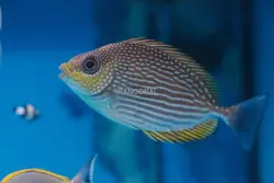 مشخصات و خرید خرگوش ماهی جلبک خوار جاوا - اطلاعات 0 تا 100 خرگوش ماهی جلبک خوار جاوا