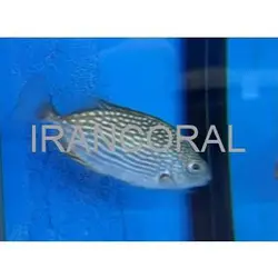 مشخصات و خرید خرگوش ماهی جلبک خوار جاوا - اطلاعات 0 تا 100 خرگوش ماهی جلبک خوار جاوا